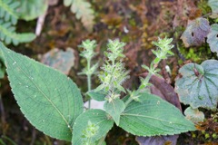 Strobilanthes lamiifolia