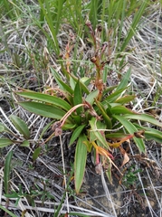 Claytonia acutifolia