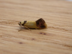Oecophorinae