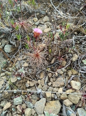 Armeria maritima sibirica