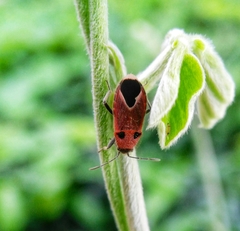 Melanotelus bipunctatus