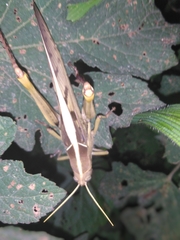Cyrtacanthacridinae