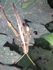Cyrtacanthacridinae