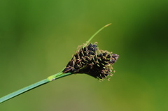 Carex parviflora