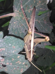 Cyrtacanthacridinae