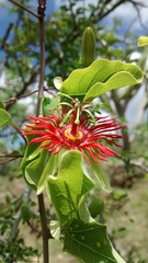 Passiflora mexicana