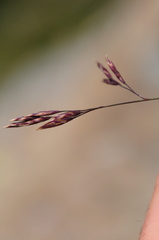 Festuca quadriflora