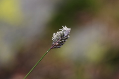 Oreochloa seslerioides