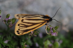 Setina aurita