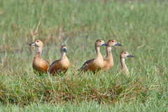 Lesser Whistling-Duck photo 3