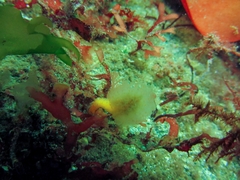 Aplidium punctum
