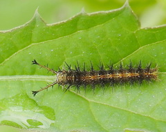 Byblia ilithyia