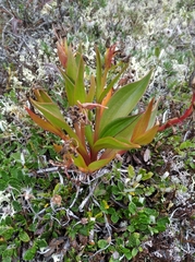 Claytonia acutifolia