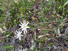 Stellaria peduncularis