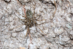 Drapetisca alteranda