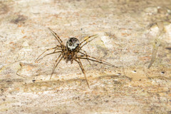 Drapetisca alteranda