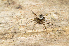 Drapetisca alteranda