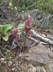 Castilleja pavlovii