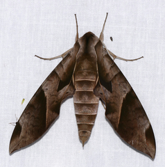 Eumorpha obliquus