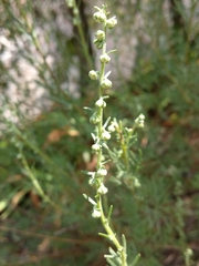 Artemisia alba