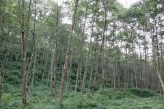 Alnus nepalensis