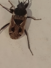 Caprochromus moerens