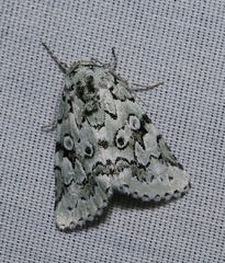 Bryolymnia viridata