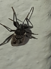 Caprochromus moerens