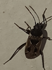 Caprochromus moerens