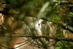 Ninox japonica