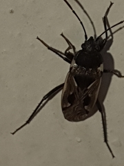 Caprochromus moerens