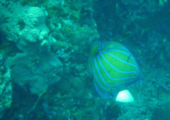 Pomacanthus annularis