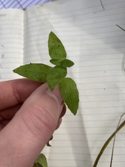 Moehringia trinervia
