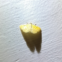 Notarcha aurolinealis