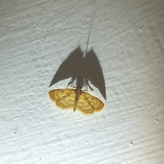 Notarcha aurolinealis