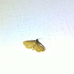 Notarcha aurolinealis