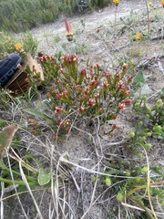 Passerina galpinii