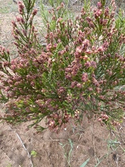 Passerina galpinii