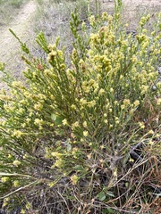 Passerina galpinii