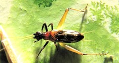Homoeoxipha lycoides