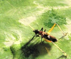 Homoeoxipha lycoides