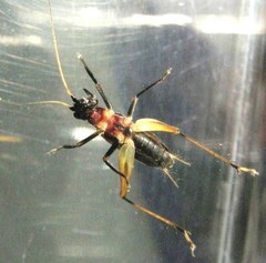Homoeoxipha lycoides