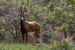 Hippotragus niger roosevelti