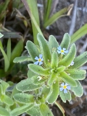 Zaluzianskya gracilis