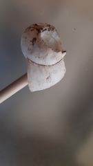Helix pomatia