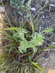 Zaluzianskya gracilis