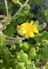 Senecio maritimus