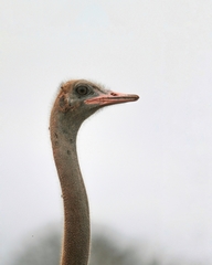 Struthio molybdophanes