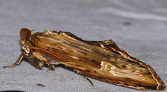 Truncaptera meridionalis