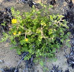 Senecio maritimus